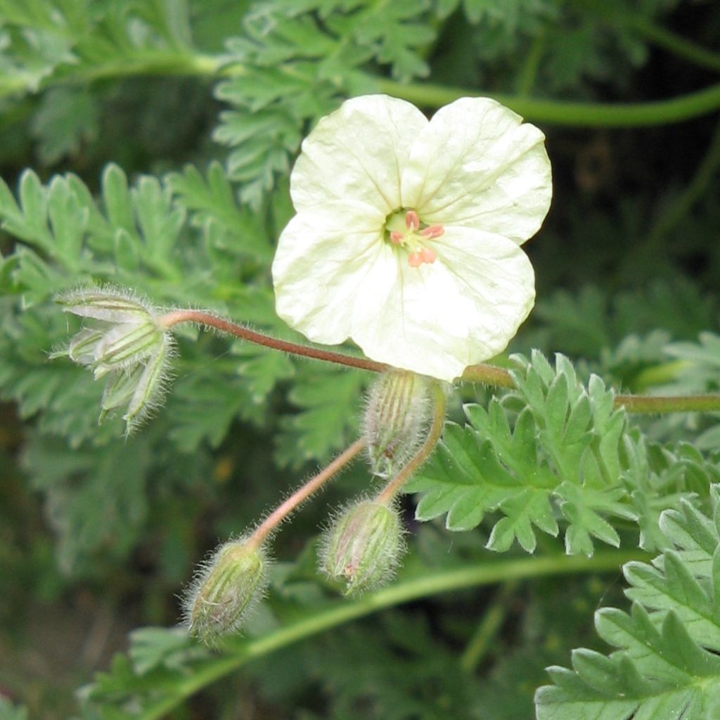 Erodium chrysanthum - Storksbill