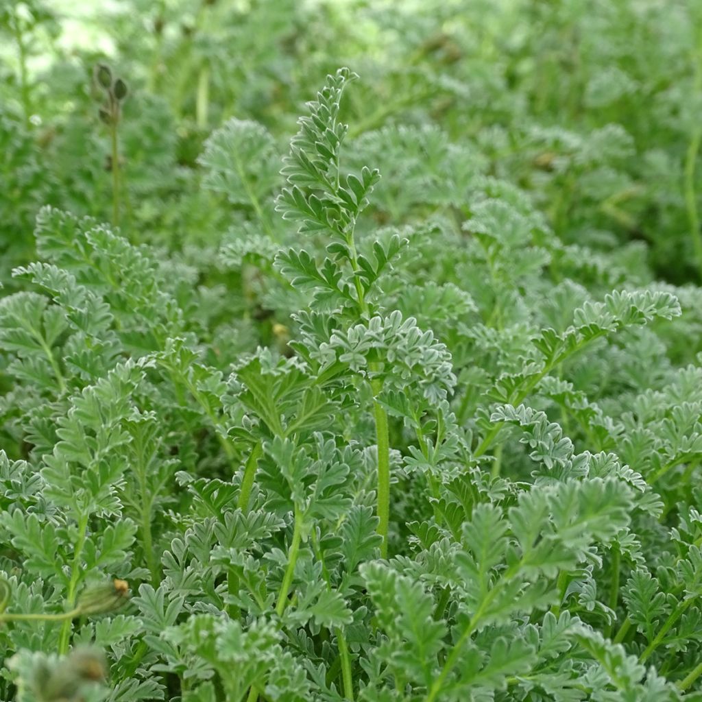 Erodium chrysanthum - Storksbill