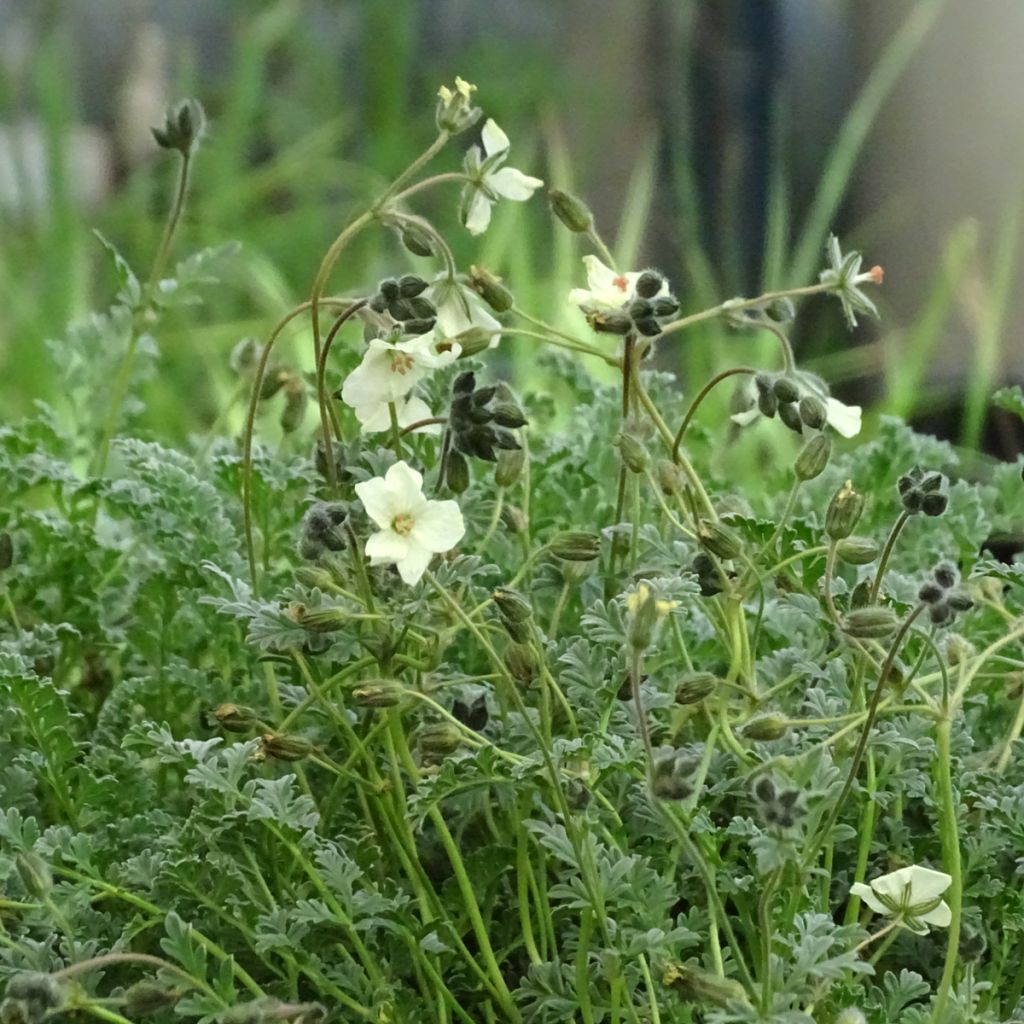 Erodium chrysanthum - Storksbill