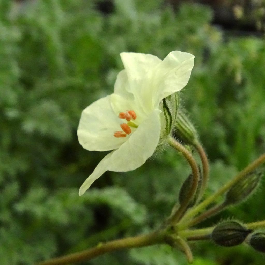 Erodium chrysanthum - Storksbill