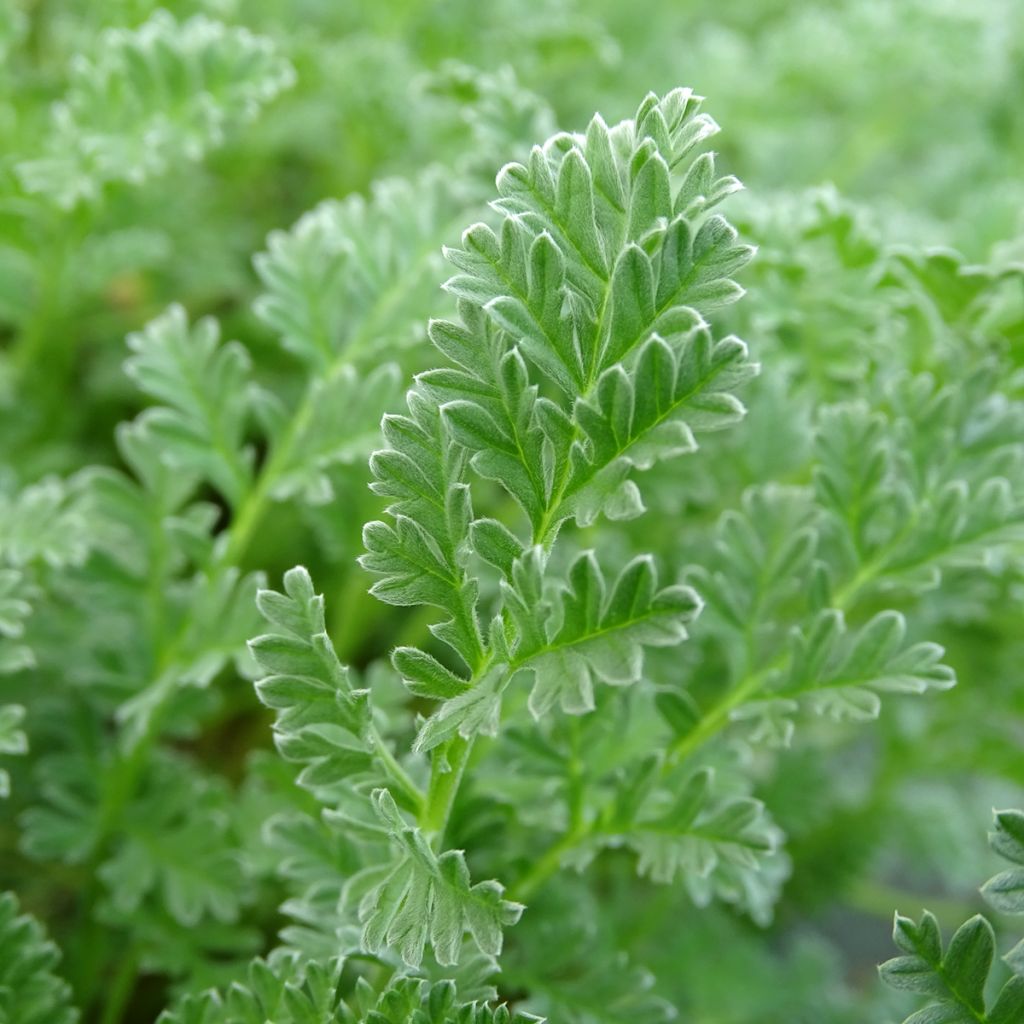 Erodium chrysanthum - Storksbill