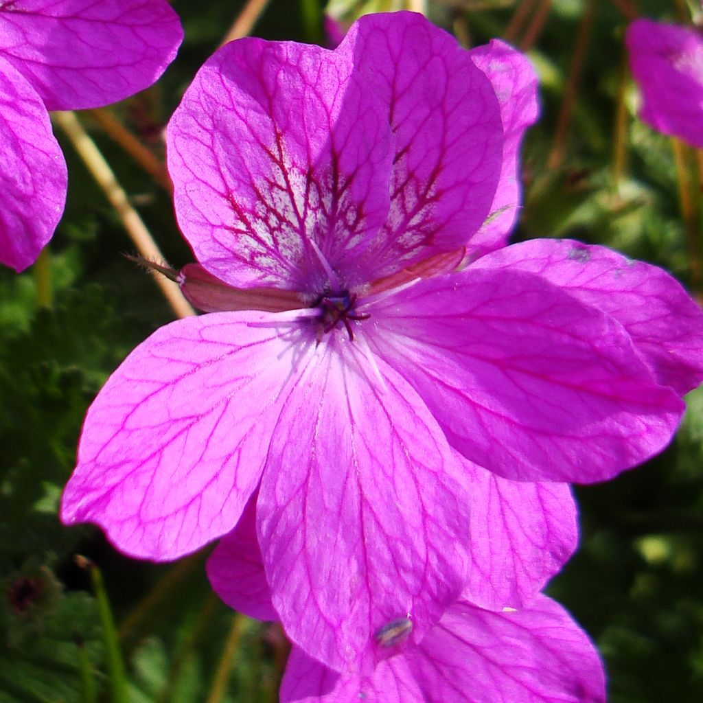 Erodium manescavii - Storksbill