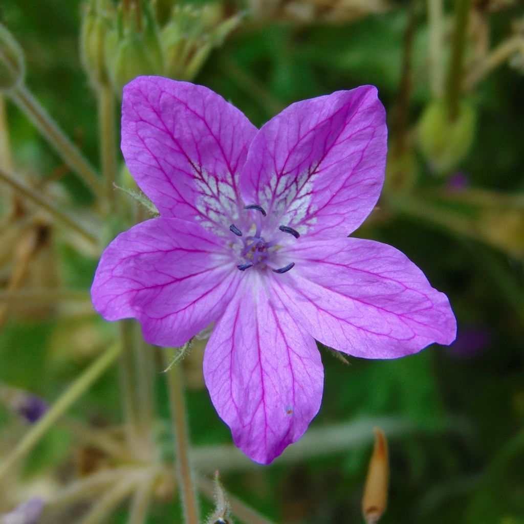 Erodium manescavii - Storksbill