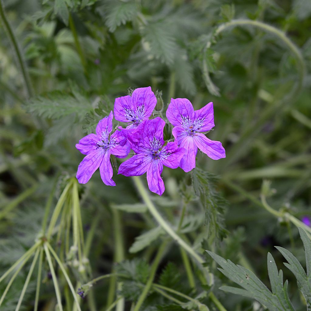 Erodium manescavii - Storksbill