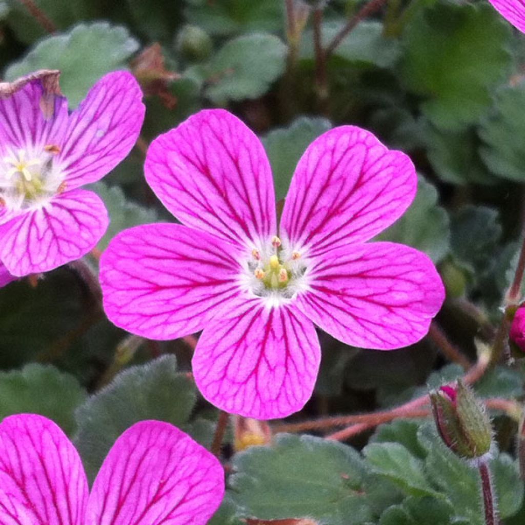 Erodium Bishops Form - Storksbill