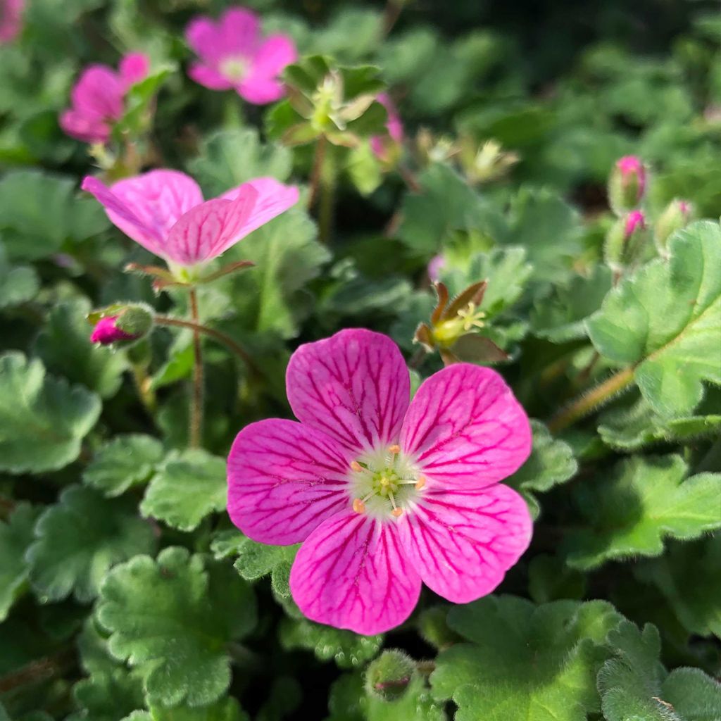 Erodium Bishops Form - Storksbill