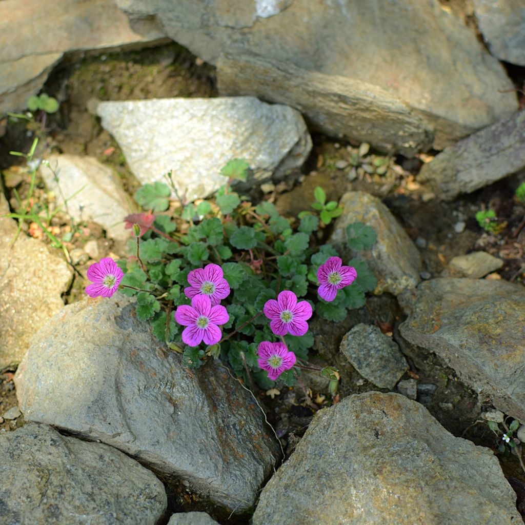 Erodium Bishops Form - Storksbill
