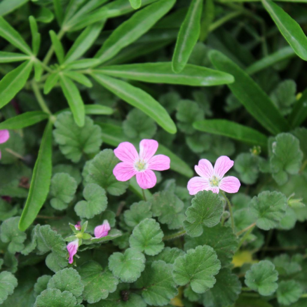 Erodium Bishops Form - Storksbill