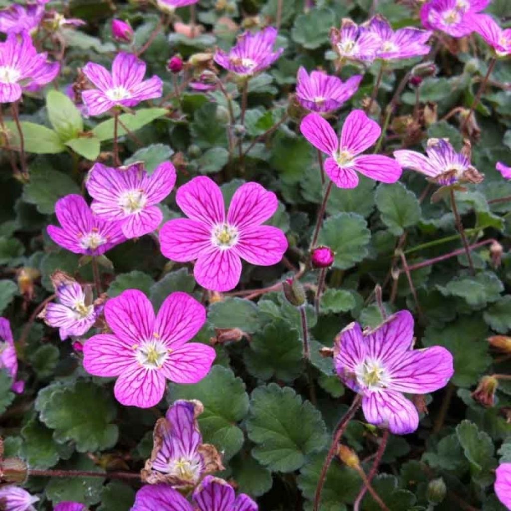 Erodium Bishops Form - Storksbill