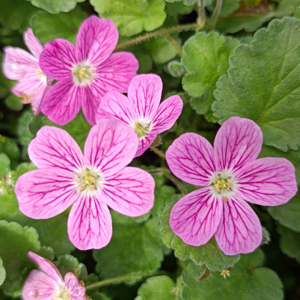 Erodium Bishops Form - Storksbill