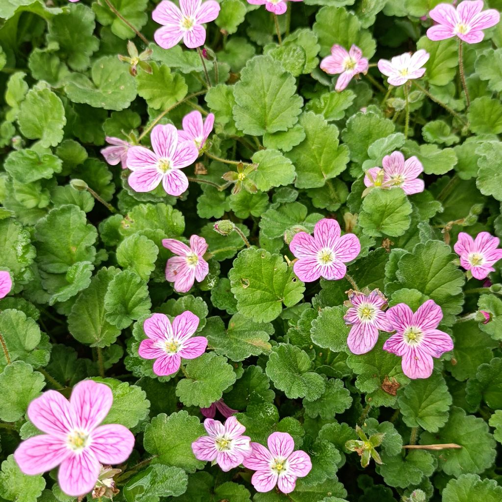 Erodium Bishops Form - Storksbill