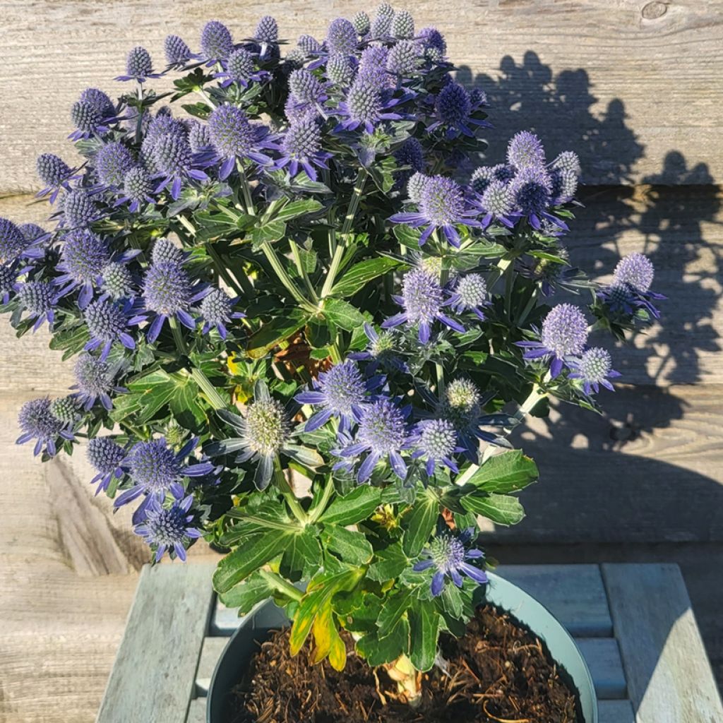 Eryngium planum Grumpy® - Flat Sea holly