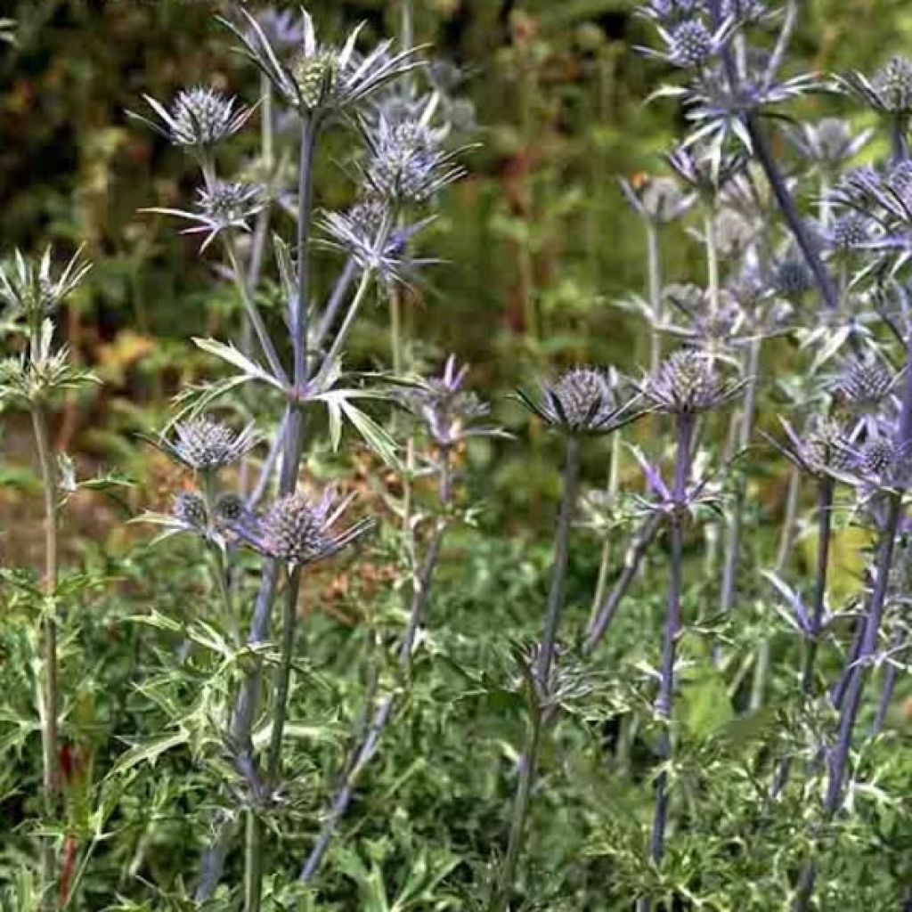 Eryngium bourgatii