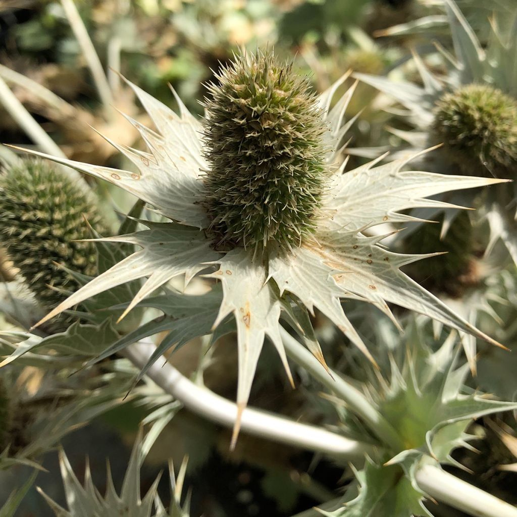 Eryngium giganteum