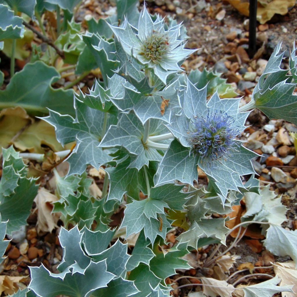 Eryngium maritimum
