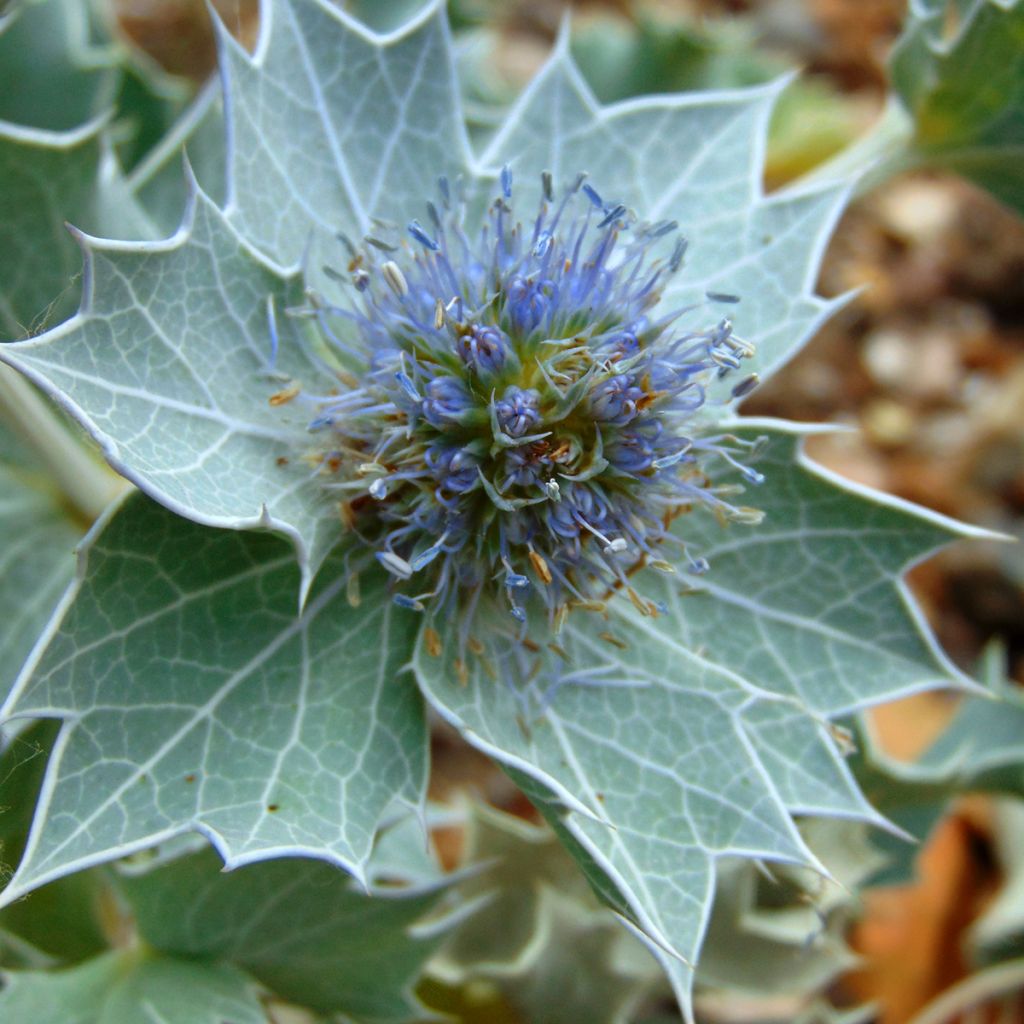 Eryngium maritimum