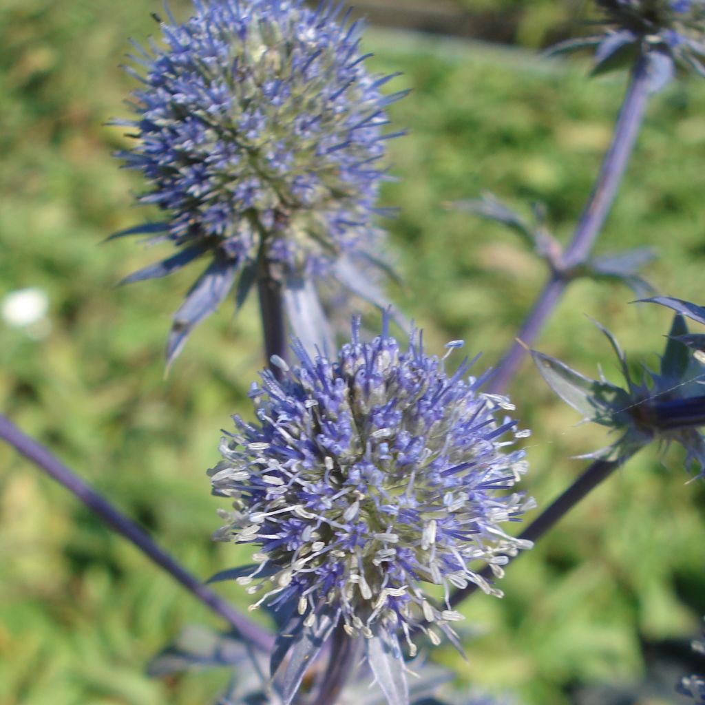 Eryngium planum Blauer Zwerg