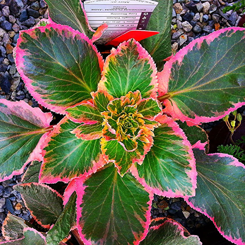Eryngium planum Jade Frost