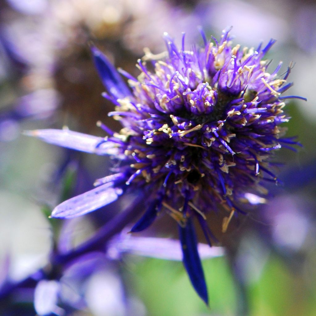 Eryngium planum Jade Frost