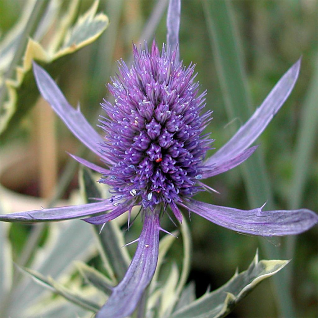 Eryngium planum Jade Frost