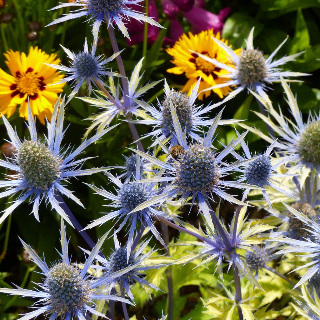Eryngium planum Neptunes Gold