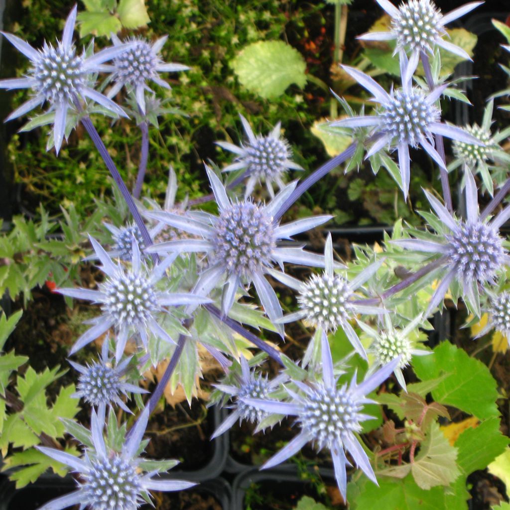 Eryngium tripartitum