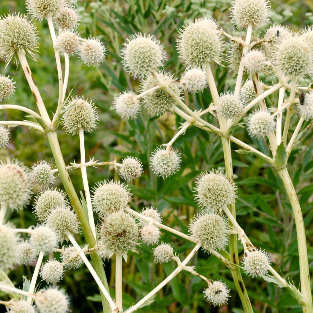 Eryngium yuccifolium