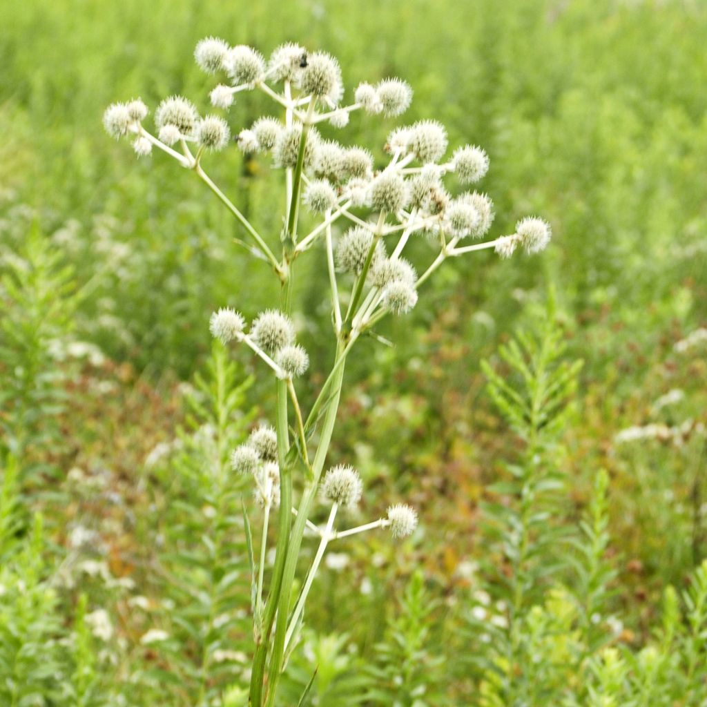 Eryngium yuccifolium