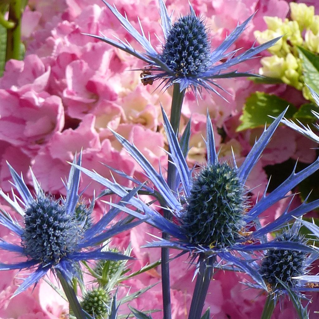 Eryngium zabelii Big Blue