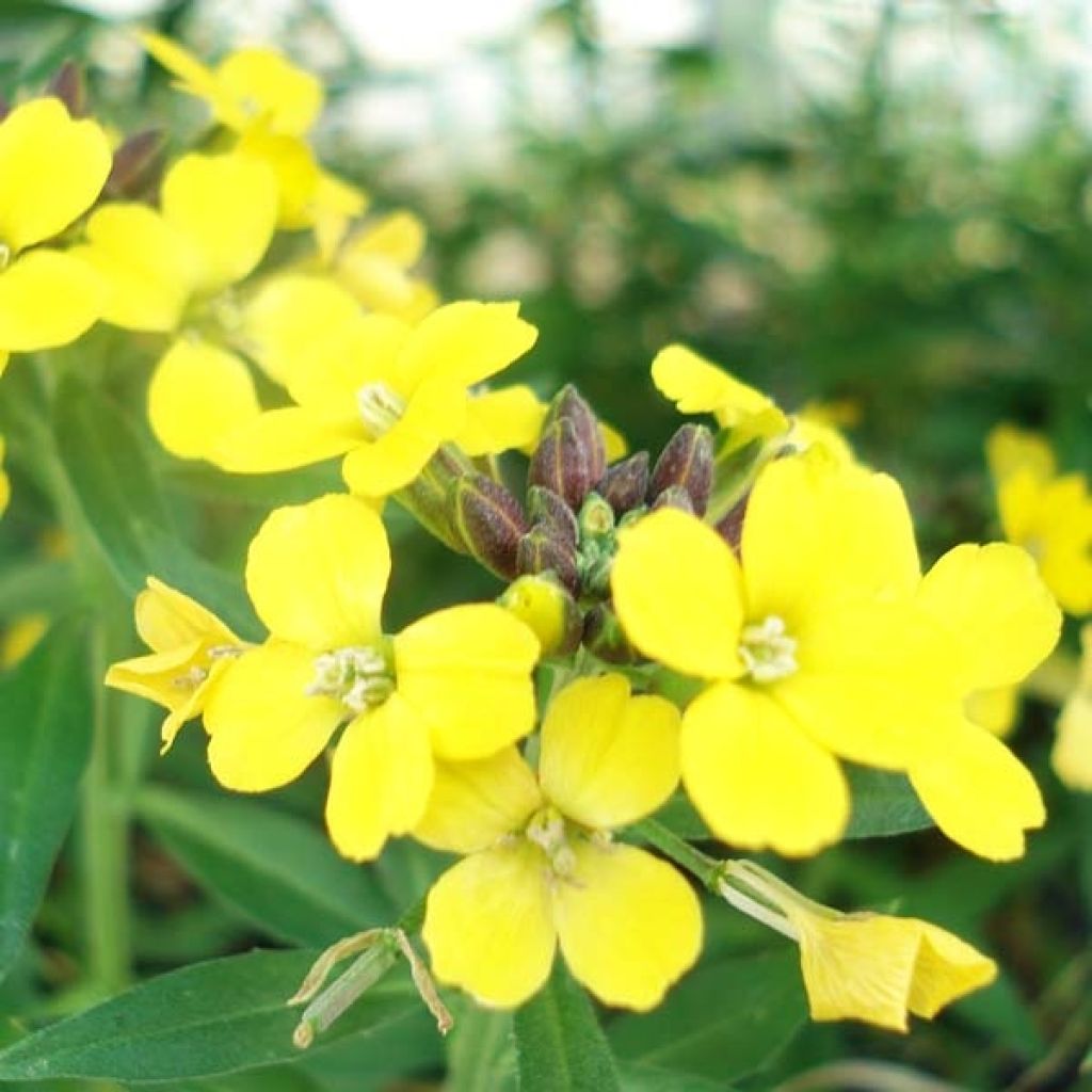 Erysimum suffruticosum Gold Cup - Wallflower