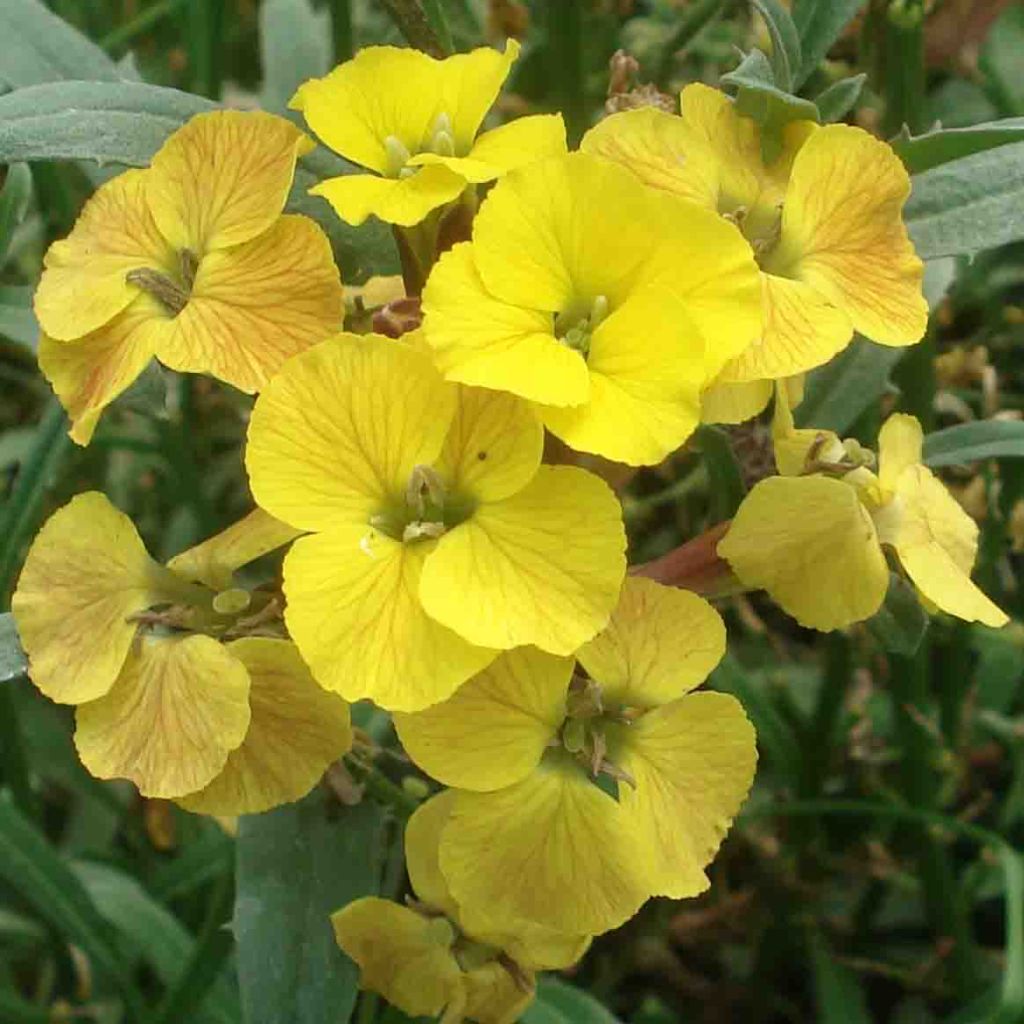 Erysimum Jubilee Gold - Wallflower