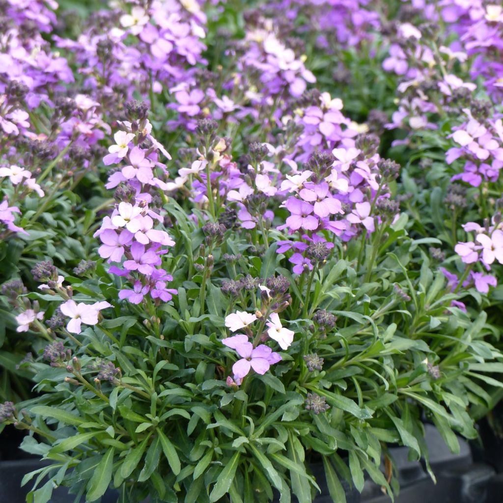 Erysimum Poem Lavender - Wallflower