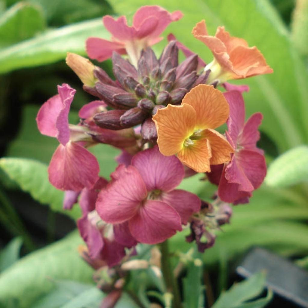 Erysimum Constant Cheer - Wallflower