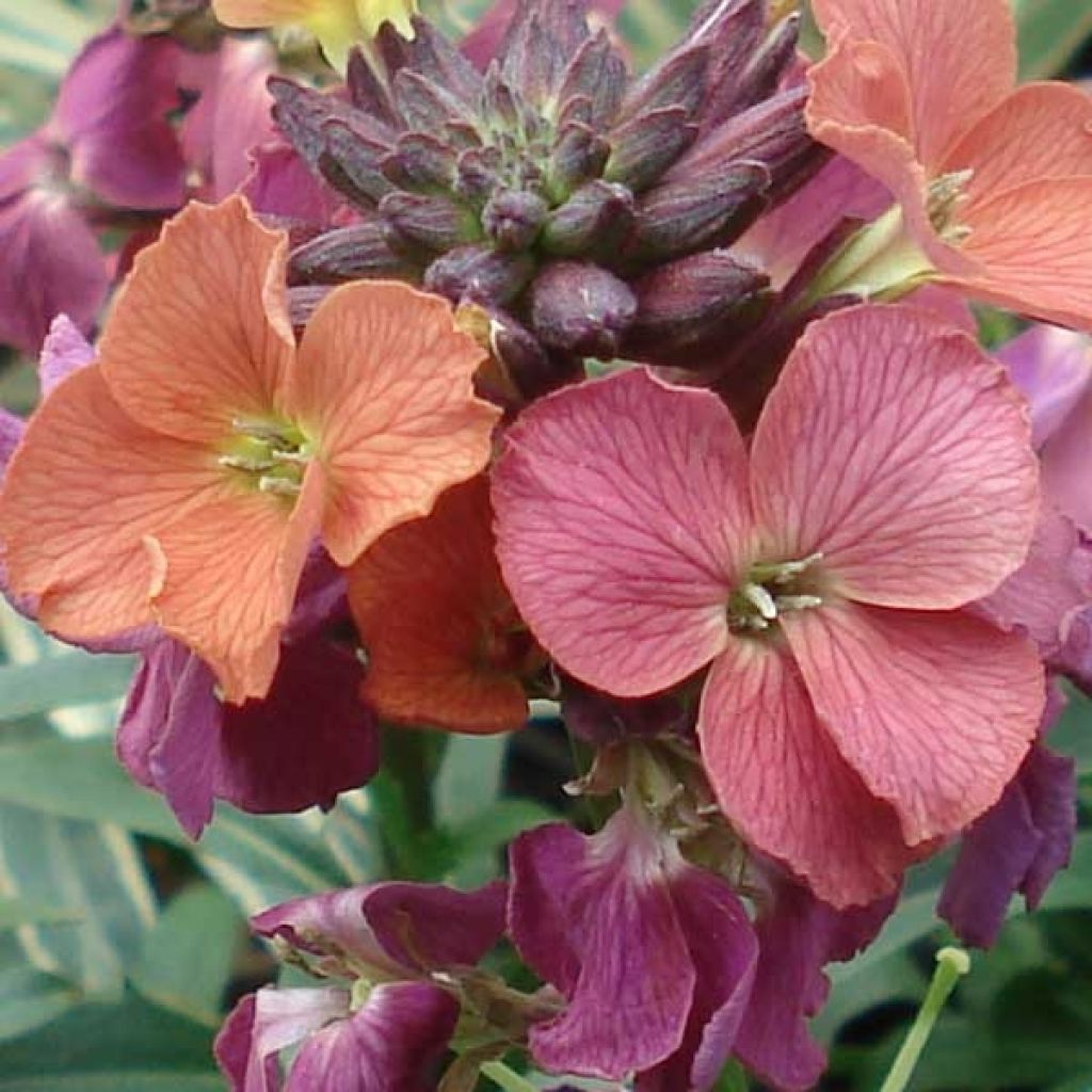 Erysimum Constant Cheer - Wallflower