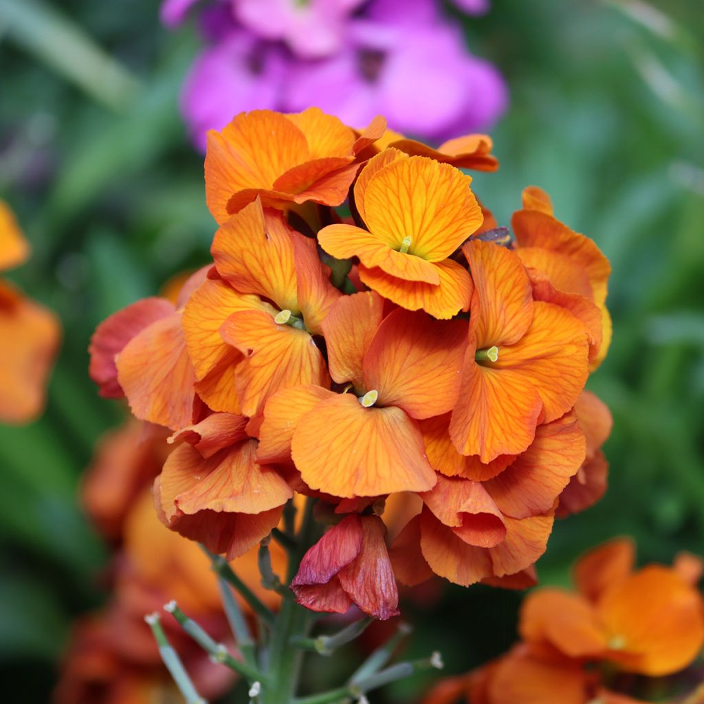 Erysimum Winter Touch - Wallflower