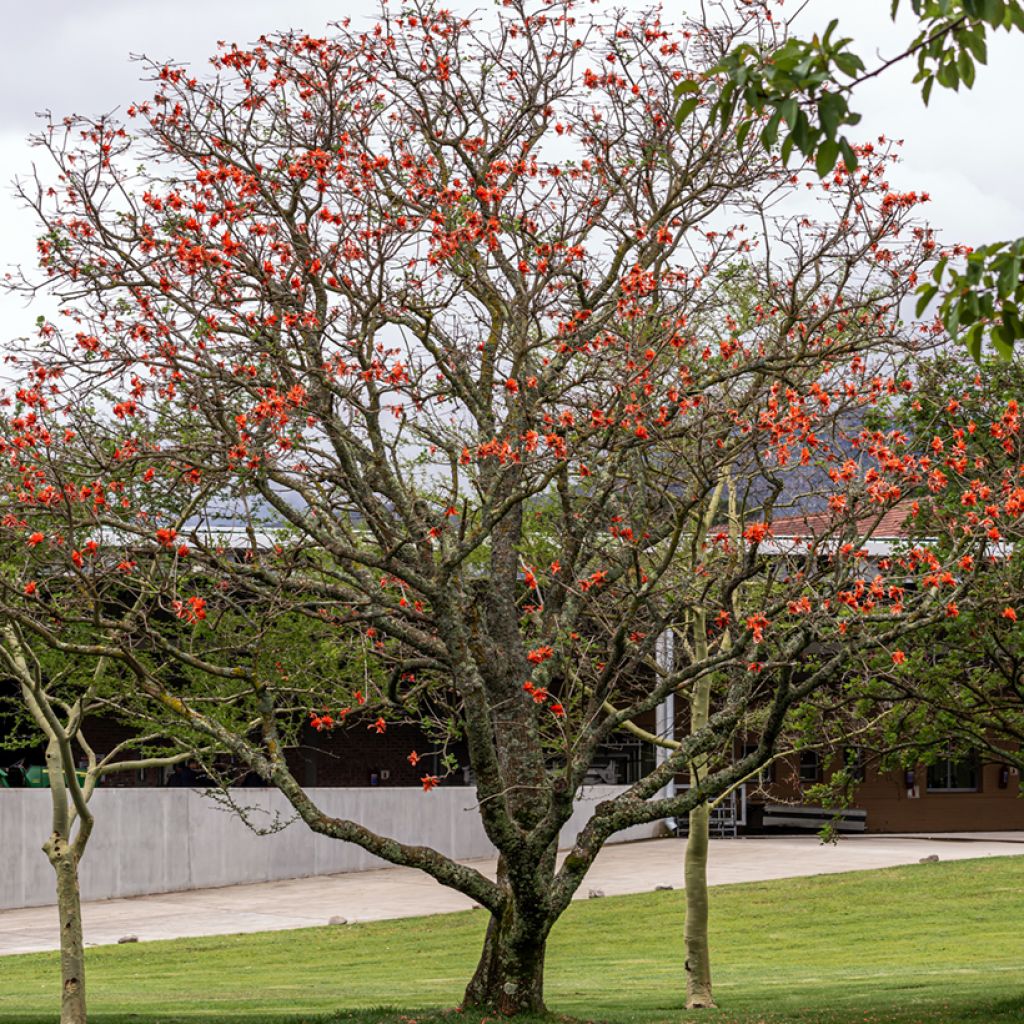 Erythrina caffra - African coral tree