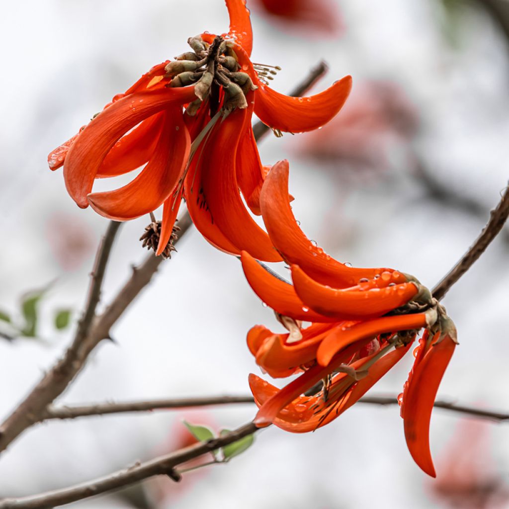 Erythrina caffra - African coral tree