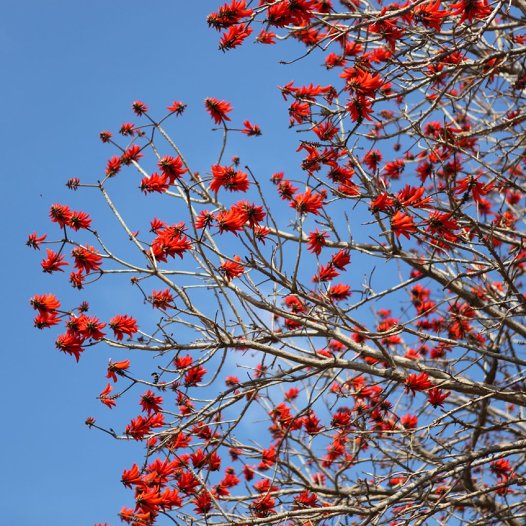Erythrina caffra - African coral tree