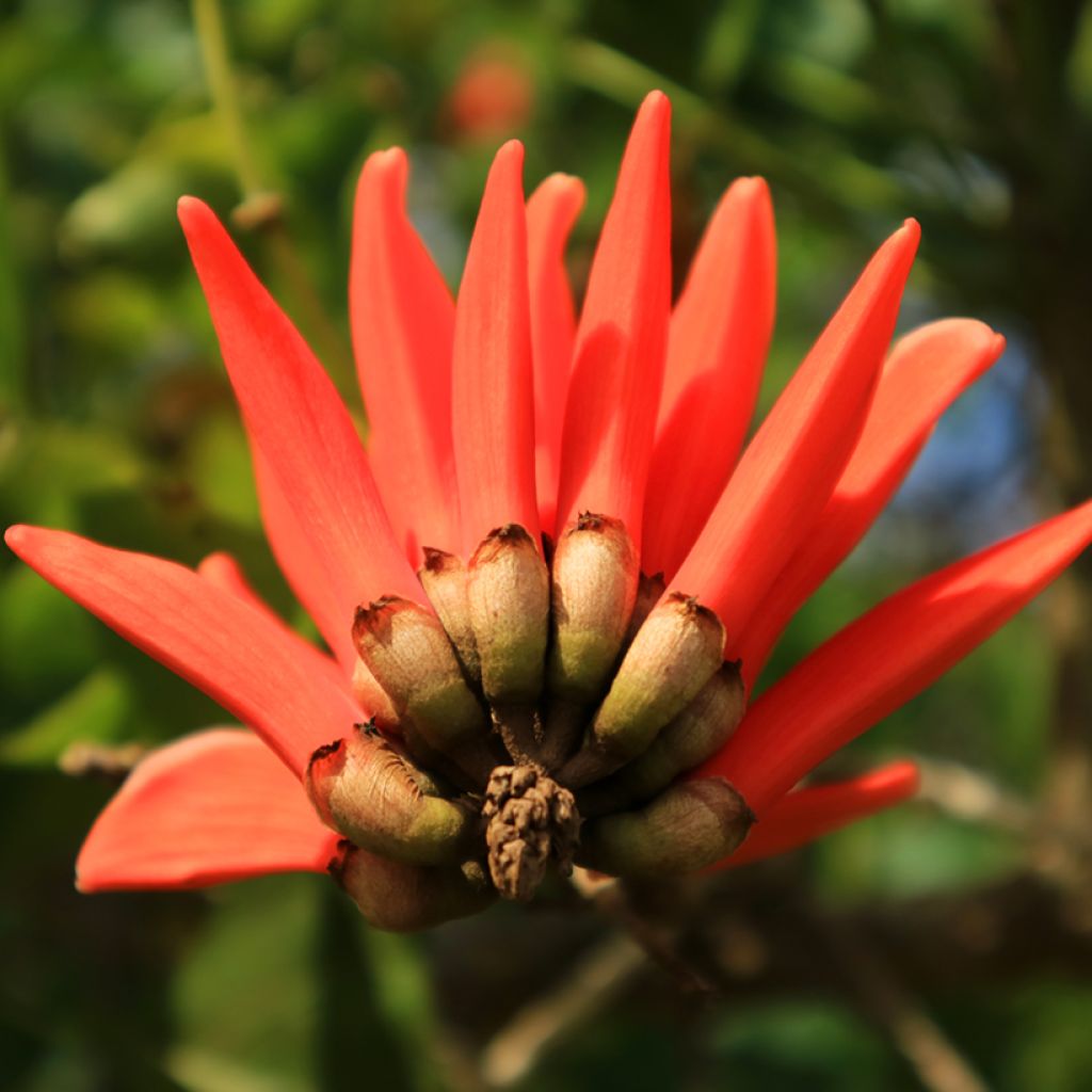 Erythrina caffra - African coral tree