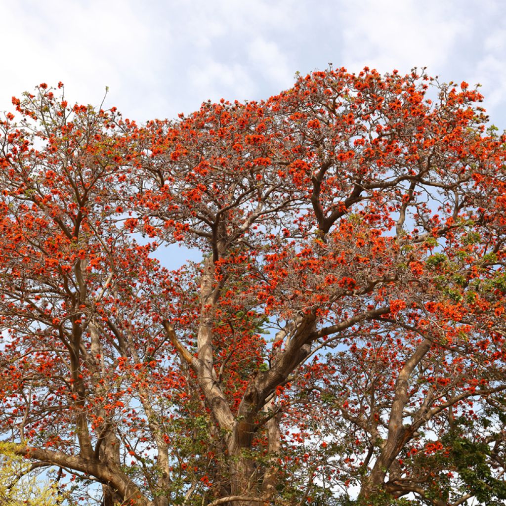 Erythrina caffra - African coral tree