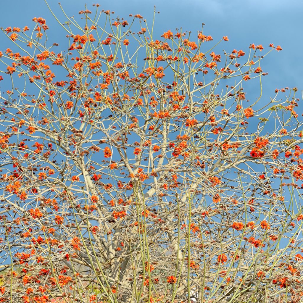 Erythrina caffra - African coral tree