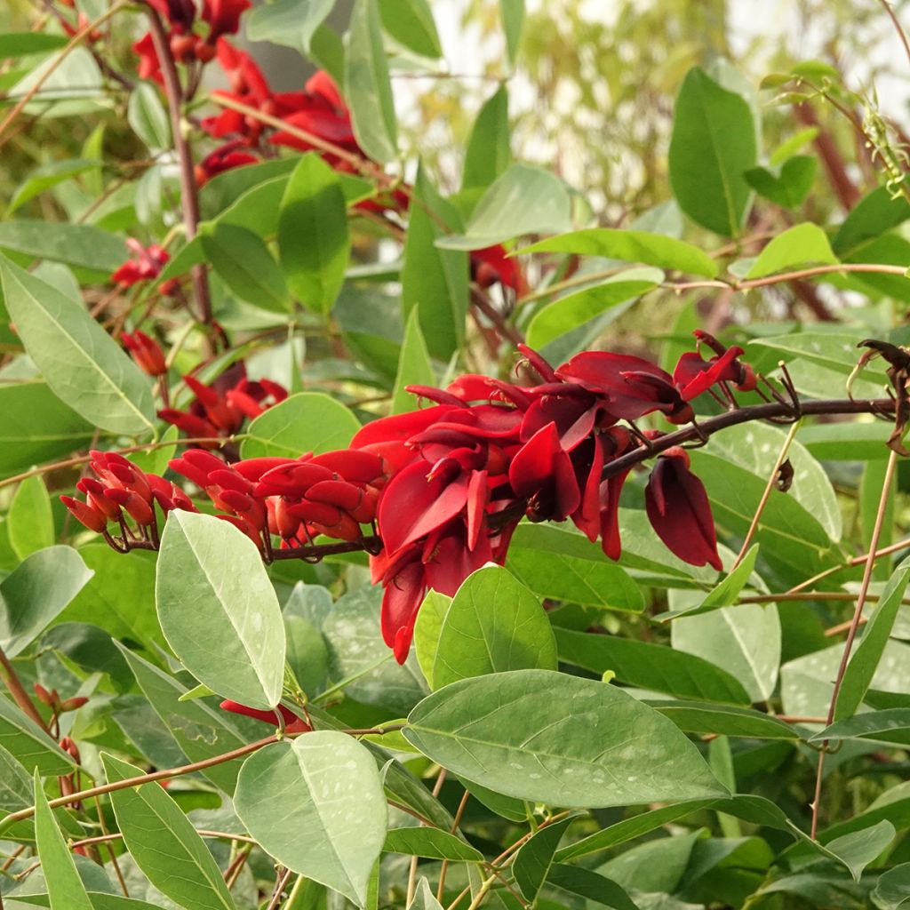 Erythrina crista-galli seeds - Cockspur coral tree
