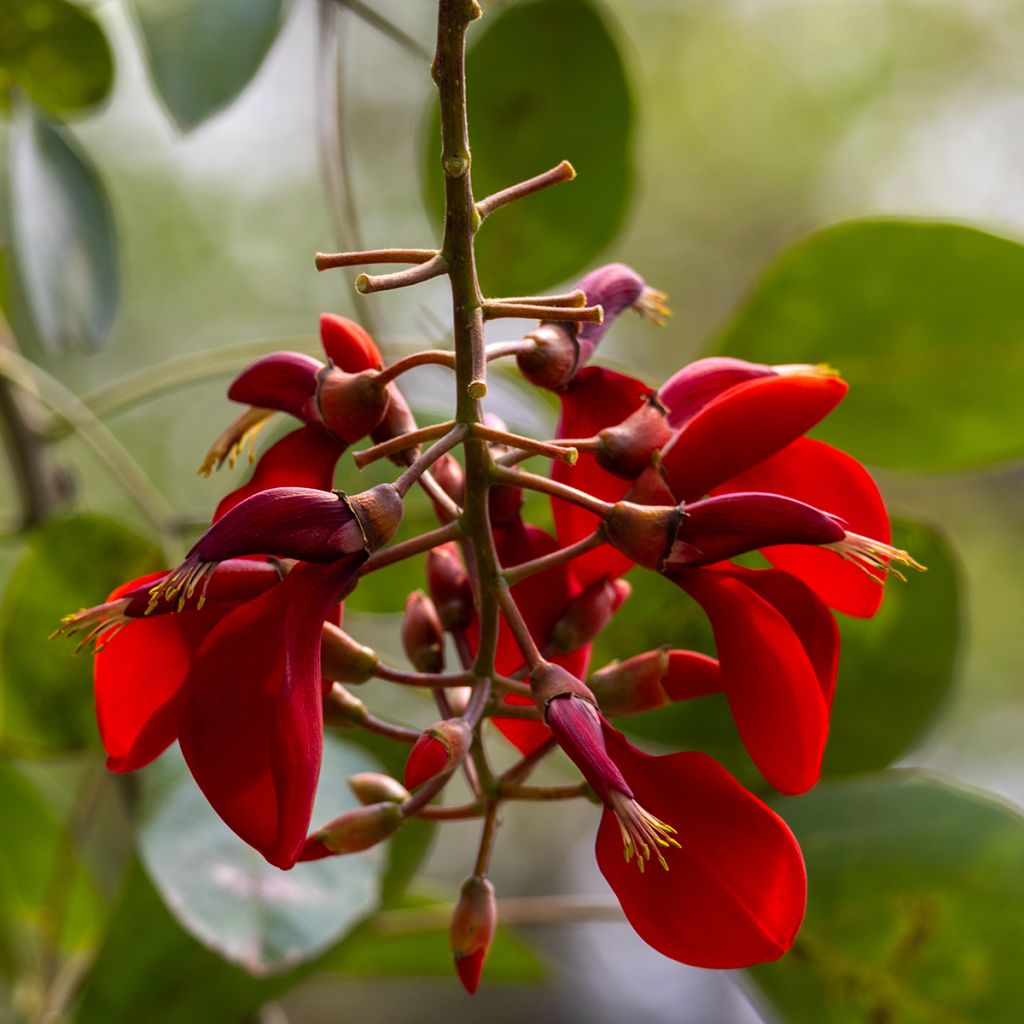 Erythrina crista-galli seeds - Cockspur coral tree
