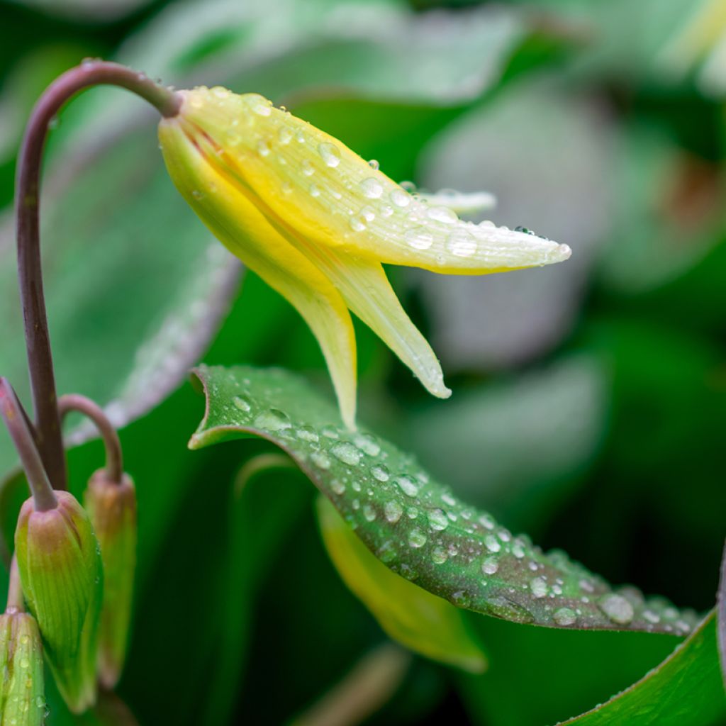 Erythronium tuolumnense Pagoda