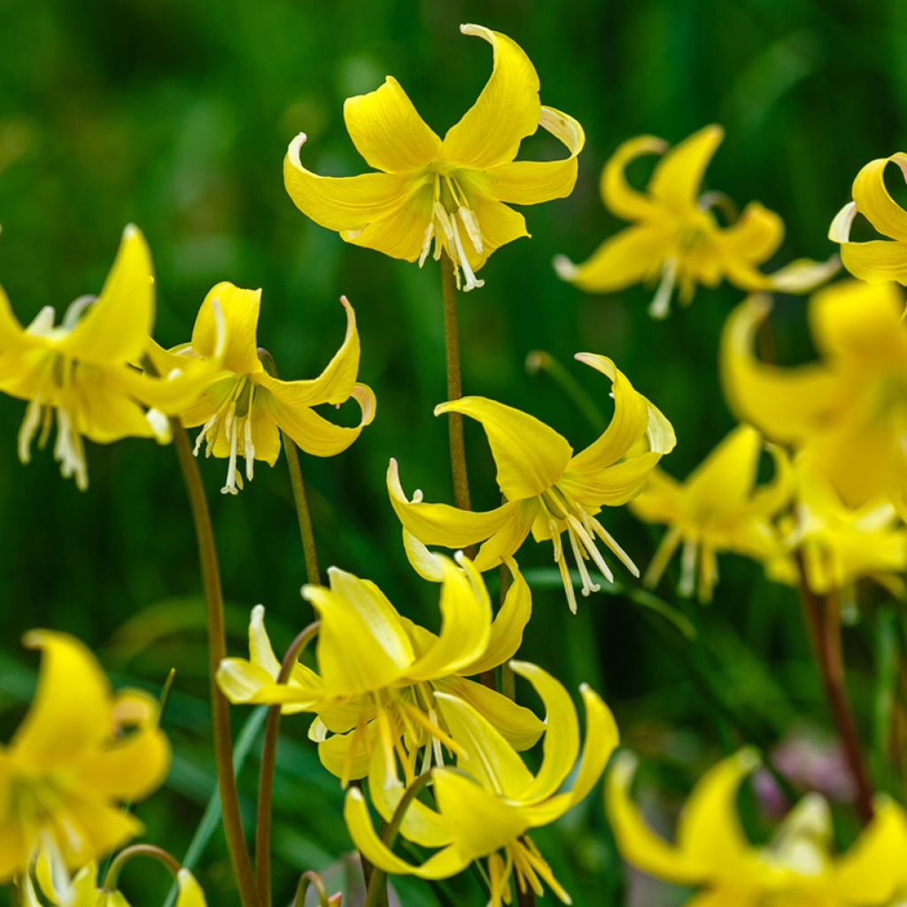 Erythronium tuolumnense Pagoda