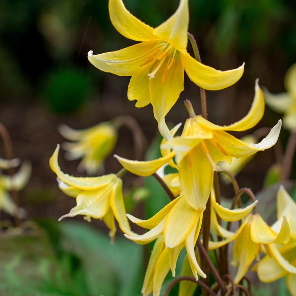 Erythronium tuolumnense Pagoda