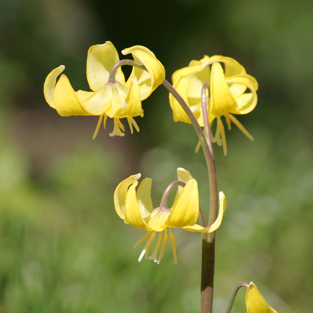Erythronium tuolumnense Pagoda