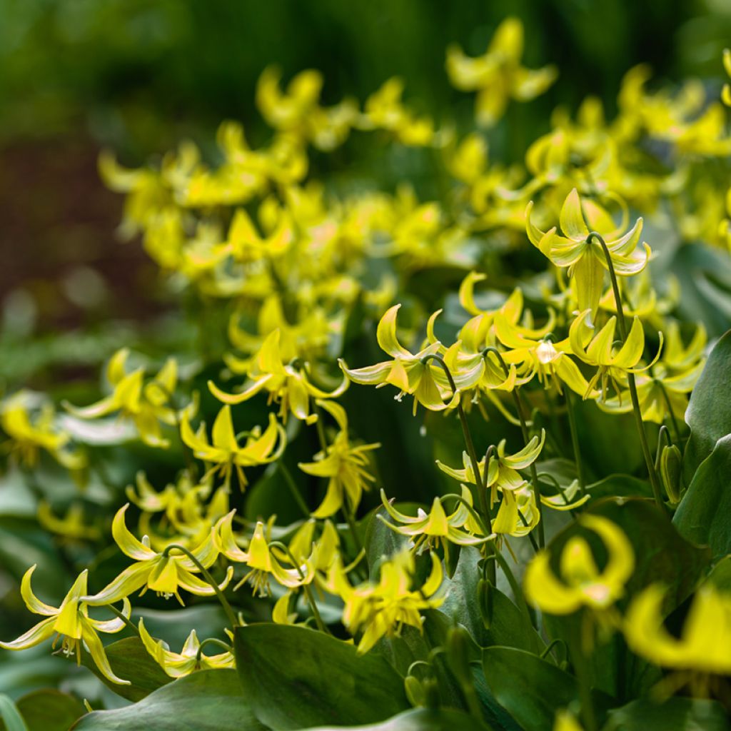 Erythronium tuolumnense Pagoda
