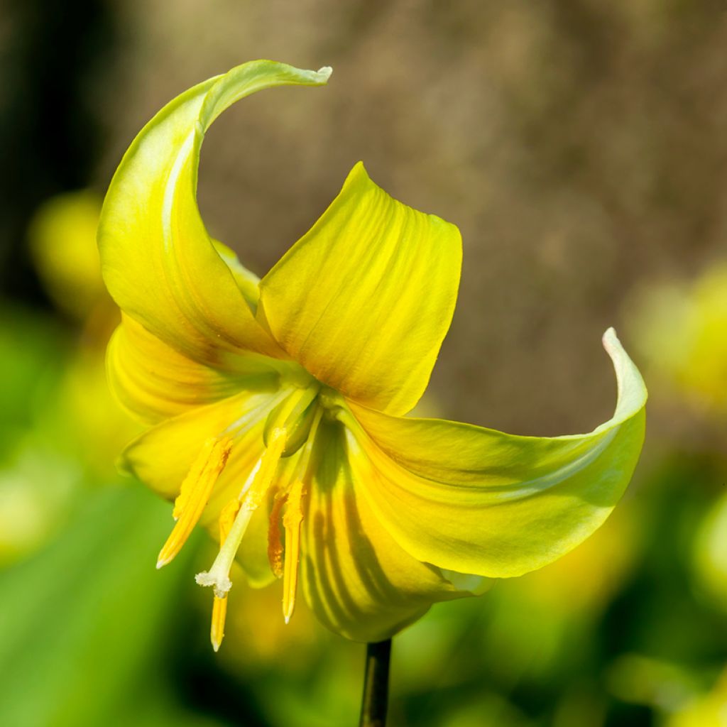Erythronium tuolumnense Pagoda