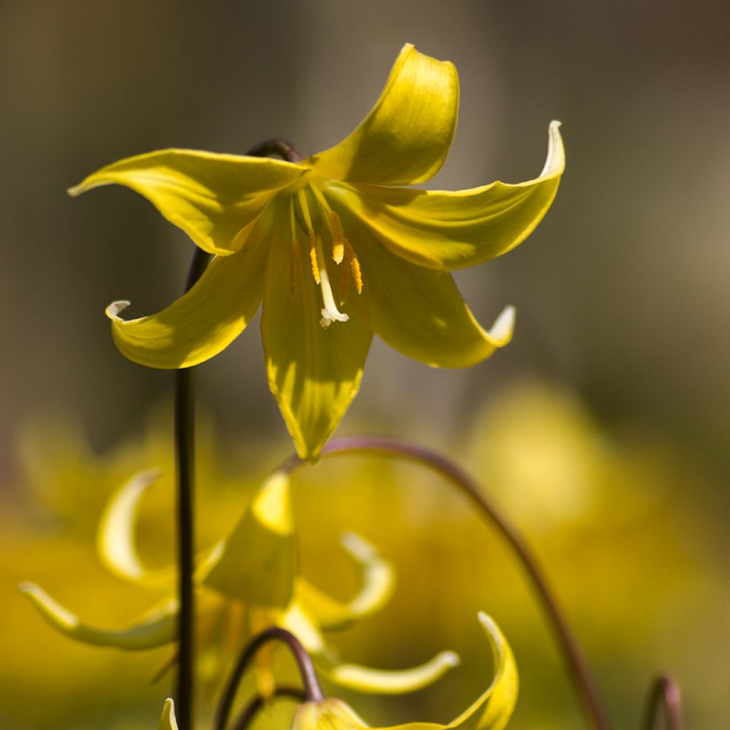 Erythronium tuolumnense Pagoda